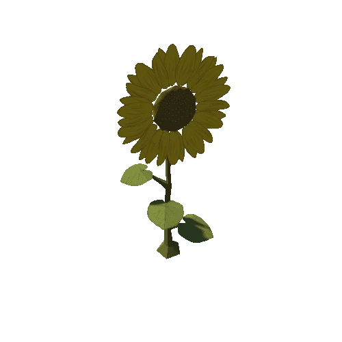 Sunflower Plant